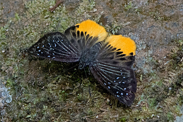 Mooreana trichoneura the Yellow Flat butterfly