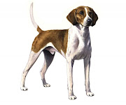 Dog Breeds (american foxhound)