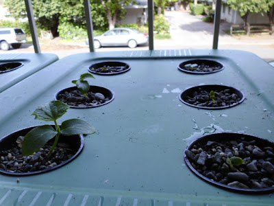 Kratky Cucumbers