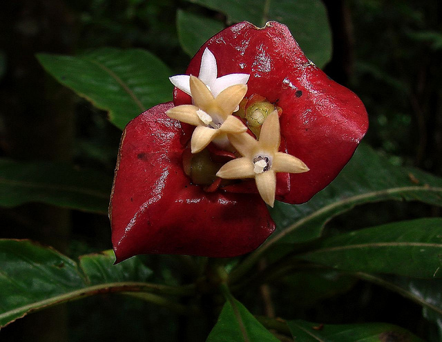 Flor tropical tem formato de lábios