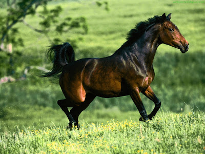 Horse Standard Resolution Wallpaper 30