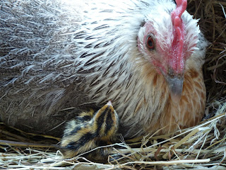 Ardenner bantam raising coturnix quail