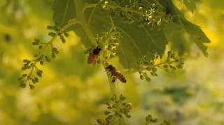 Come impollinare uva e bacche con le api