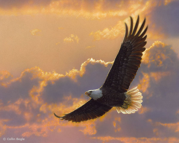 40 Beautiful 

Wildlife Paintings by Collin Bogle 