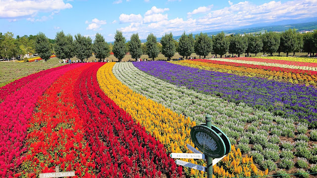 北海道 富良野 ファーム富田 ラベンダー畑