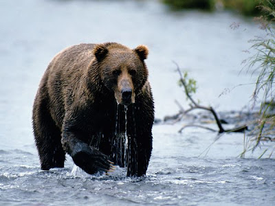 foto beruang cokelat kodiak