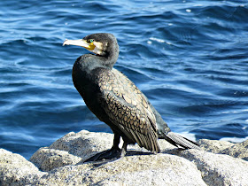 Great Cormorant, Cami de Ronda, S'Agaró, Catalonia