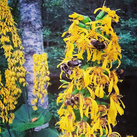 tähkämäiset keltaiset kukinnot korkea kasvi paljon mehiläisiä leveät lehdet nauhus