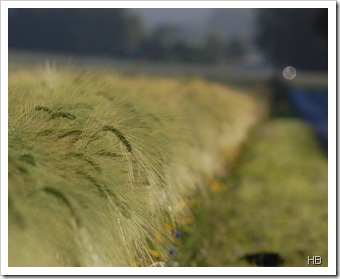 Getreide © H. Brune