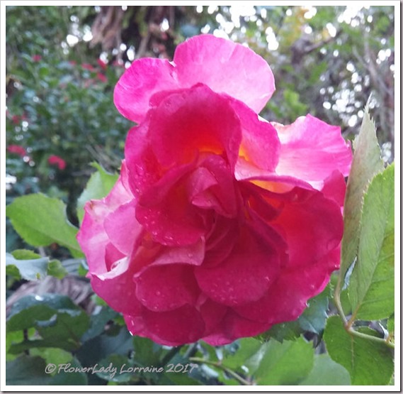 01-23-granada-rose2