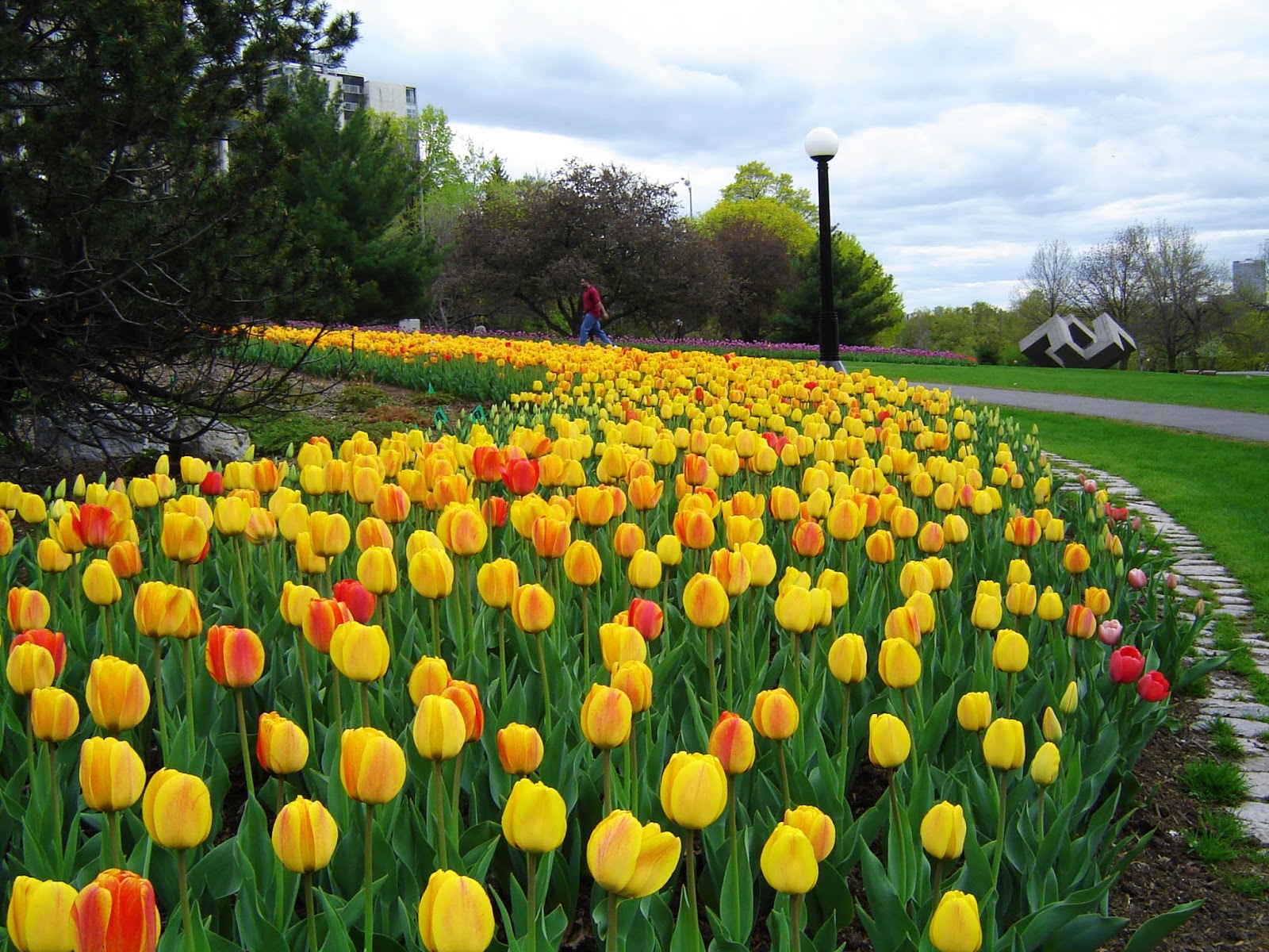 Gambar Bunga Tulip Belanda Indah Cantik Gambar Kata Kata