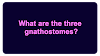 What are the three gnathostomes?