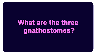What are the three gnathostomes?