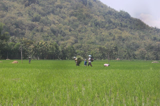 Orang Sedang Bekerja di Sawah