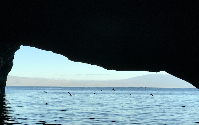 Punta Vicente Roca, Isla Isabela, Islas Galápagos