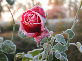 rose parfumée
