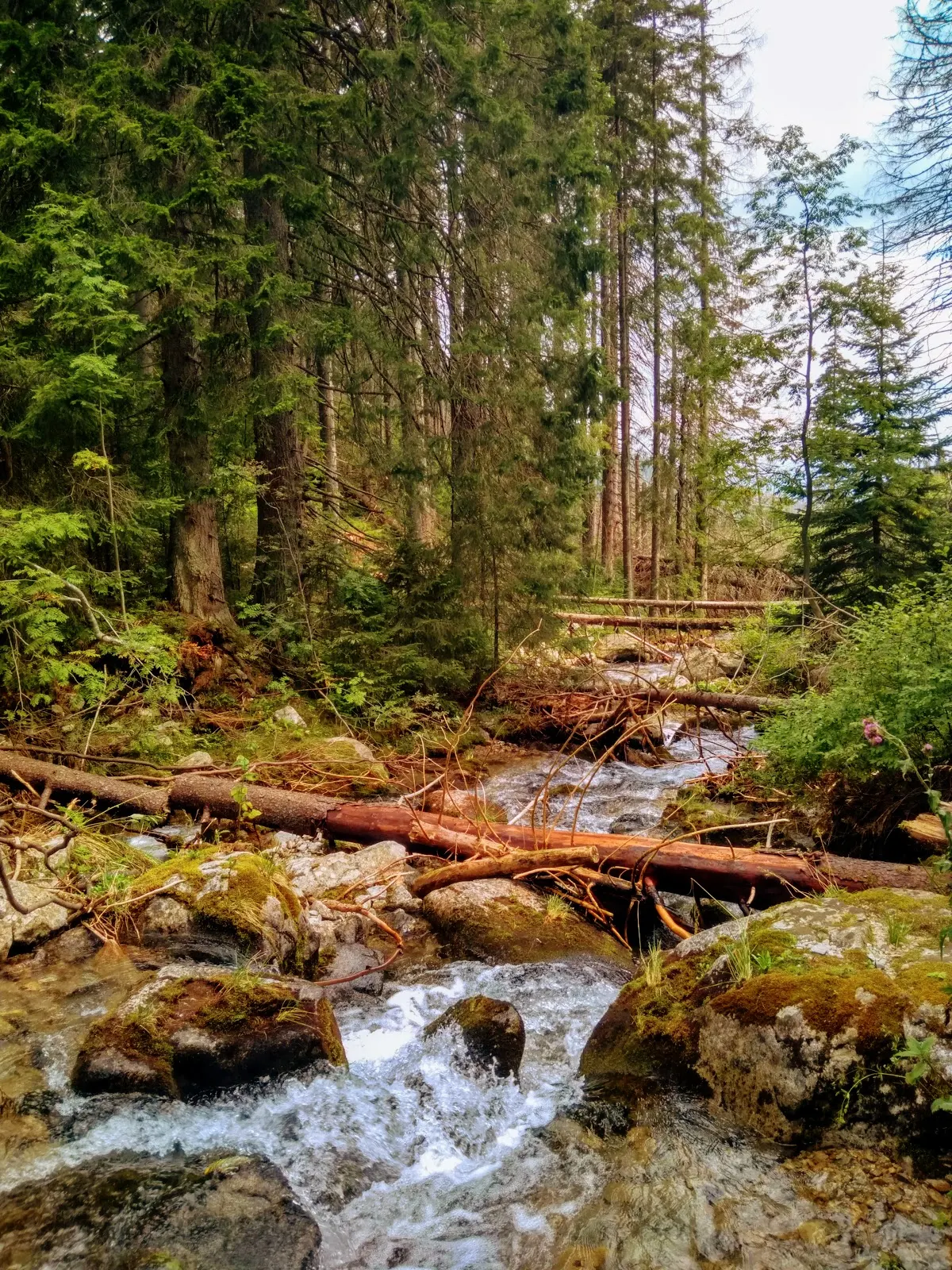 Tatry. Tatry Zachodnie. Główna grań Tatr. Szczyty Tatr. Bystra. Najwyższy szczyt Tatr Zachodnich. Bystra wejście od strony słowackiej. Lato w Tatrach. Łatwe szczyty w Tatrach.