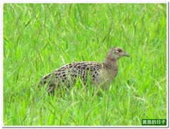 20120502_160754_193_Hualien