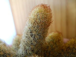 cactus con flor