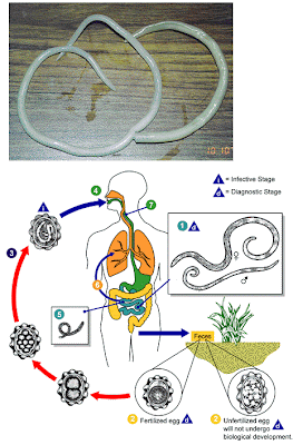 BIOLOGI