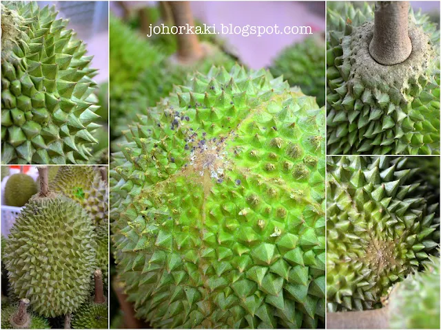 Tips Untuk Mengenalpasti Buah Durian Musang King Rajah Kunyit atau Mao Shan Wang Tips-Untuk-Mengenalpasti-Buah-Durian-Musang-King-Rajah-Kunyit-Mao-Shan-Wang
