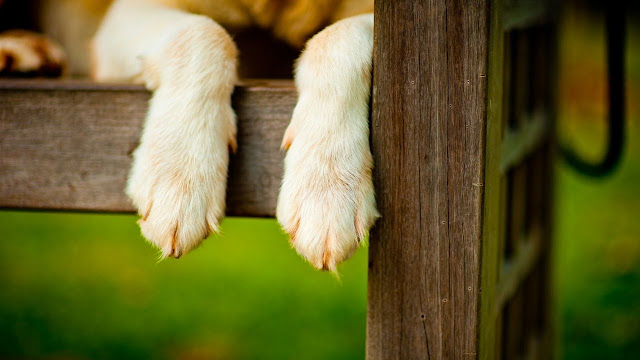 Why do Golden Retrievers lick their paws?