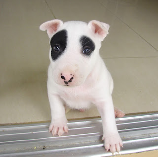 Bull Terrier Diary : ทายนิสัยเจ้าของสุนัข จากการตั้งชื่อ สุนัข