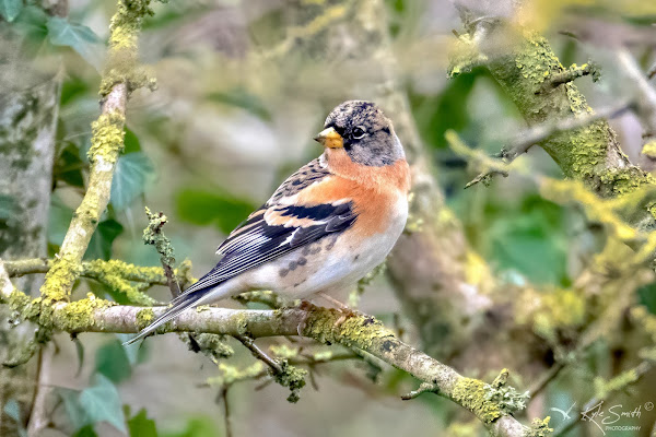 Brambling