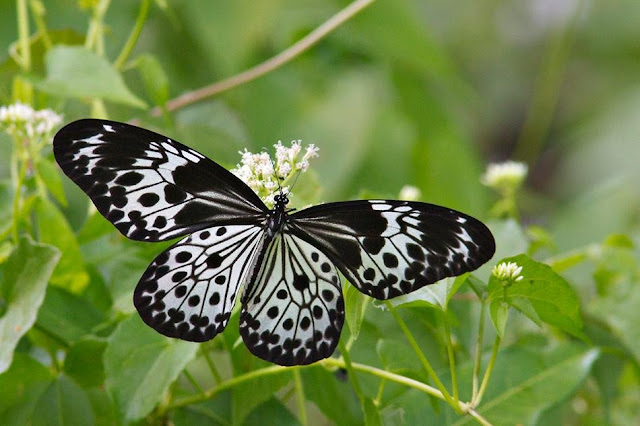 Andaman Tree Nymph