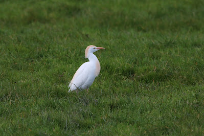 Koereiger - Feereager - Bubulcus ibis