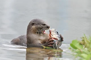 Otter feeding on fish in the river.
