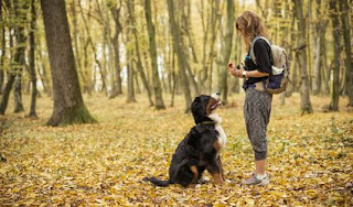 Dog Training Tips - Techniques in training your dog