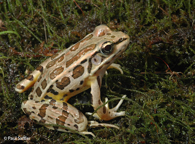 Rana pickerel Rana palustris