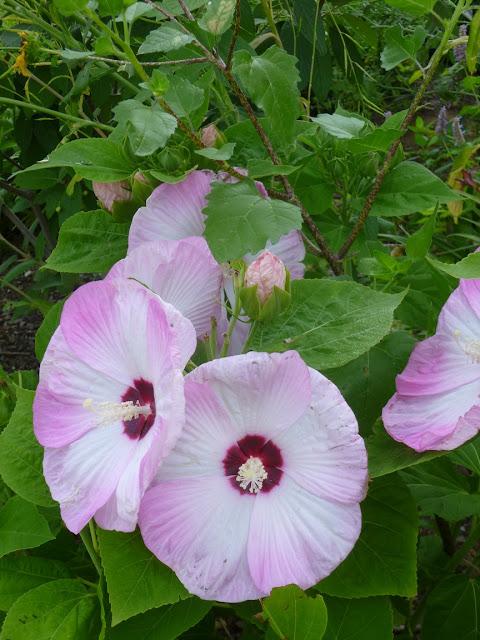 Close up on Hibiscus moscheutos 'Luna' (rose mallow) flowers