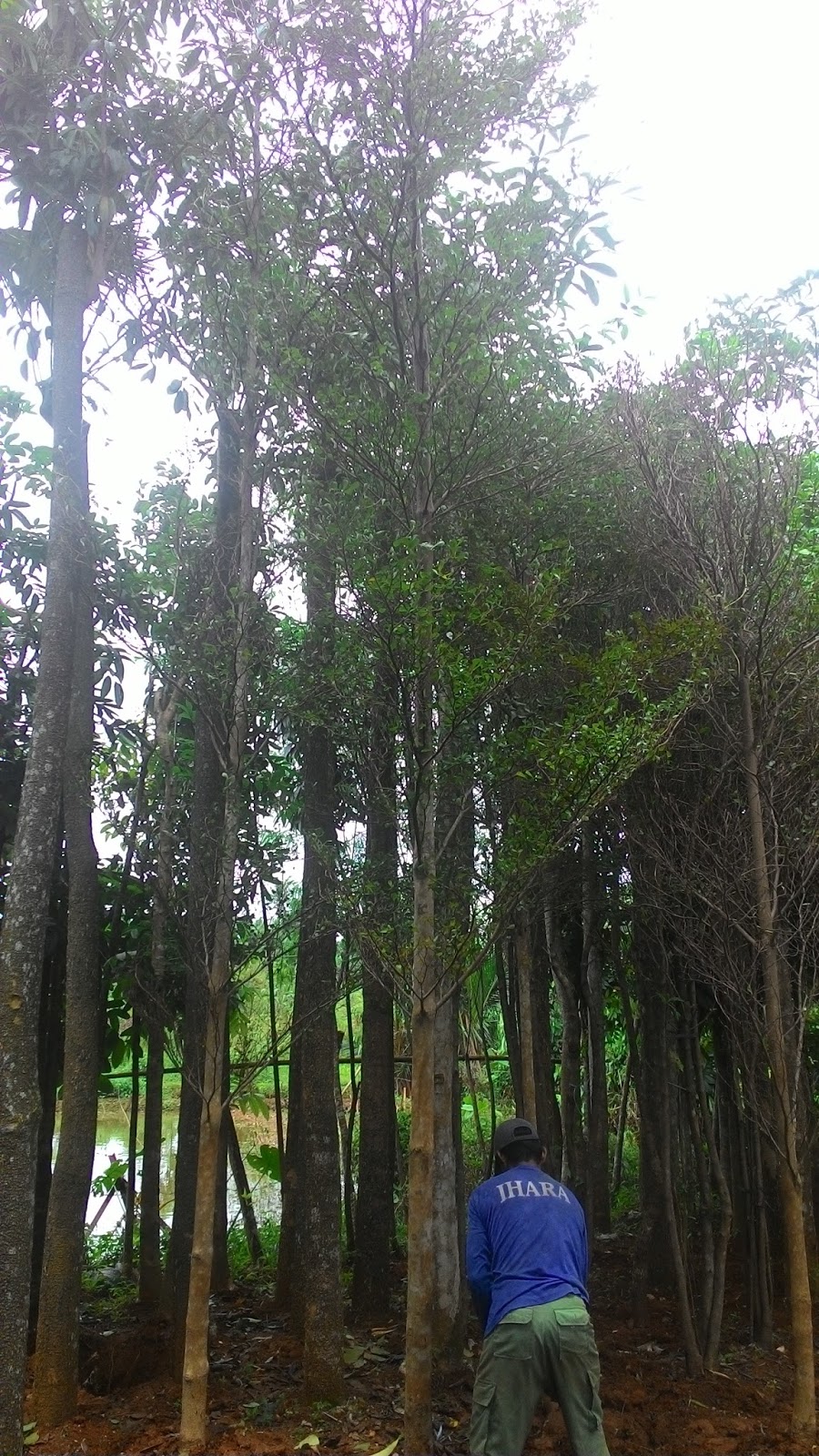 Tukang Taman Murah Harga Jual Pohon  Ketapang Kencana 