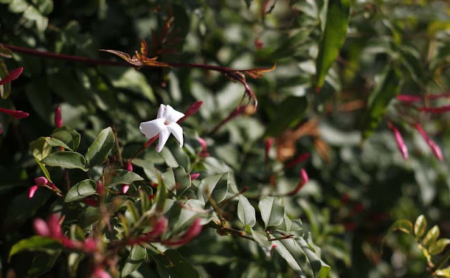 Jasminum Polyanthum Flowers