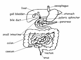 Diagram of digestive system | Simple digestive system diagram | Digestive system easy