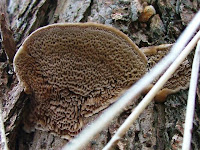 Trametes suaveolens