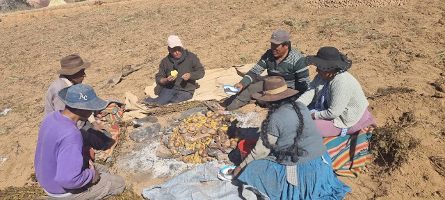 Bräuche in den Hochlagen der Anden in Bolivien. Das Huathia  auf dem Acker essen.