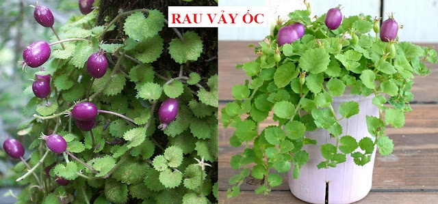 CÂY RAU LÀM THUỐC - RAU VẨY ỐC - Pratia nummularia