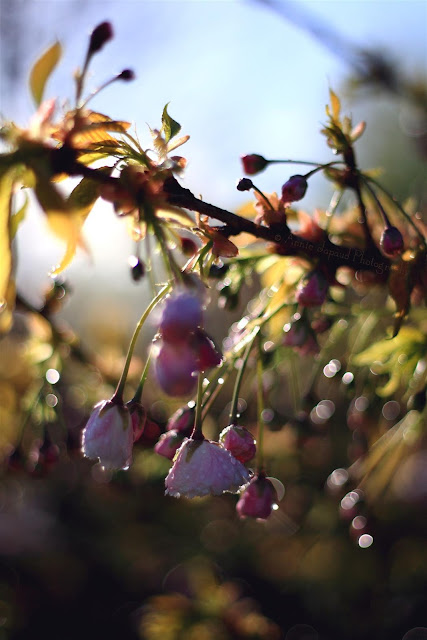 cherry blossoms and raindrops, bokeh background