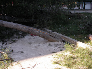 Árbol caido parque Pignatelli