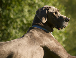 Great Danes are susceptible to bloat. 