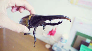 Hercules Beetle Picure