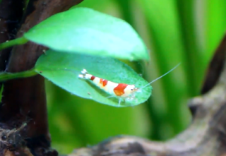 Red Bee Shrimp / Crystal Red Shrimp.