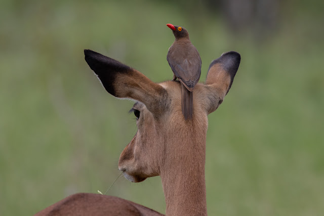 Impala with a Red-Billed Oxpecker Kruger National Park
