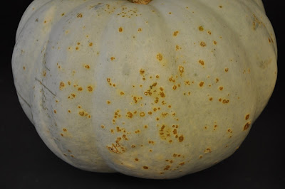 Small scabby lesions caused by bacteria on the outer skin of a white pumpkin