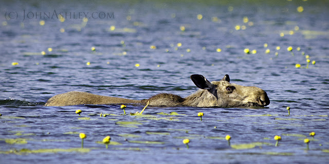 Moose swimming (c) John Ashley