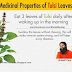 Medicinal properties of Tulsi leaves