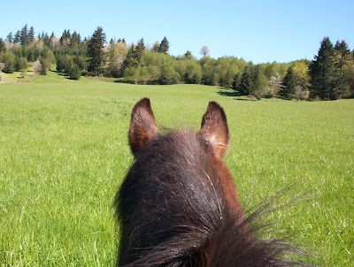 Raffon up close, showing back of his head